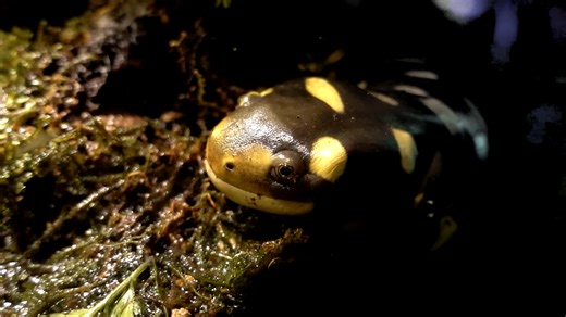 Why Appalachia has more salamanders than anywhere else on Earth