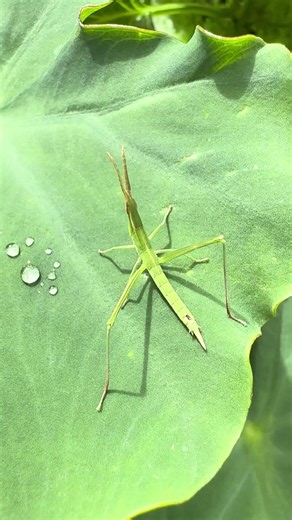 [insect maniac] Grasshopper2 ショウリョウバッタ
