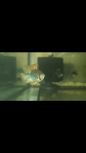 Black Electric Blue Balloon Ram 🥰 | PaeL Aquatics