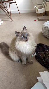 Mufasa here has a picture perfect stink face! 😹Submitted by Lisa Myatt #Cats #CatLife #StinkFace #FunnyCats | Jackson Galaxy