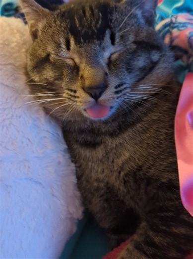 Celebrating Life: Remembering Max and Loving Rainy