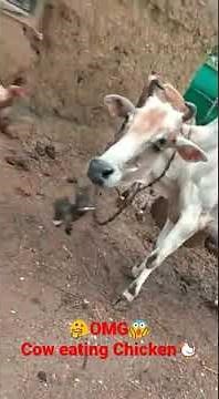 Cow eating Chicken!!! | Have you seen that??? | #Shorts #viralvideo #youtubeshorts #baishakhipal