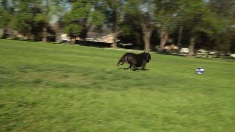 THE AMERICAN BULLY BREED STANDARD