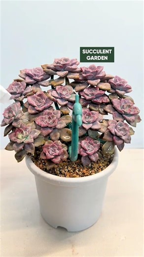 Creative Succulent DIY Ideas | Unique Home Decor 🪴