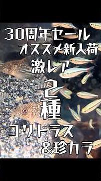 Corydoras and rare characins | Aquarium tropical fish