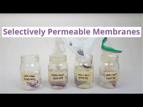 Selectively Permeable Membranes