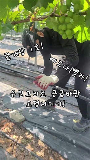 [선농]김천샤인머스켓농장 수압식무인방제기 설치(SN-09) #선농 #샤인머스켓 #포도 #무인방제기 #농약살포기