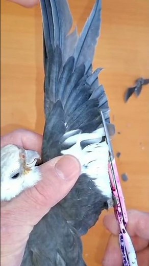 WING TRIMMERING AND WING CLIPPING: WHAT'S THE DIFFERENCE? #birds #cockatiel #parrot #draves #pigeon