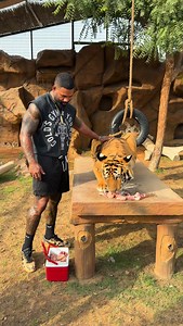 Nice big cat 🐅 @fame.park | Mike Holston