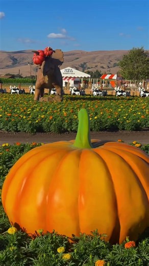 California’s best pumpkin patch | Bay Area | Pumpkin Season | #california #bayarea #bayareabuzz