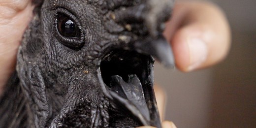 Why Ayam Cemani chickens are so expensive