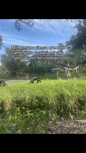 #zoologico #mono #hermanos #humor #fyp