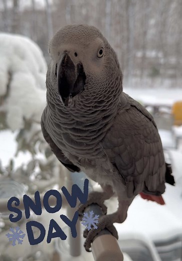 Simon the African Grey Parrot Reacts to Snow Day