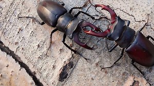 Watch Strange Creatures Season 2 Episode 5: Giant Creepy Crawlers - Paramount