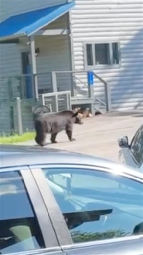 POV: A Bear Is Standing Outside Your House 😳 #bearsighting #wildanimals