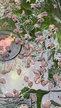 #frogs 🐸 #animal #frog #nature #wildlife