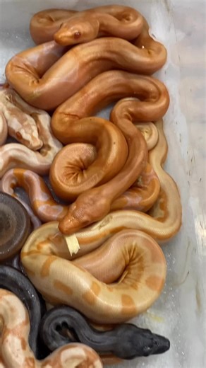 A quick video of todays litter after pulling and cleaning them up. | Basically Boas