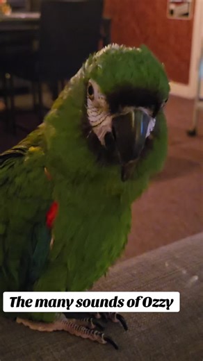 Ozzy the Macaw's Evening Bath Request