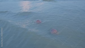 Sea shellfish being tossed by waves. Seagrass is a source of food and shelter for marine animals. The abundance of nature is therefore a source of food chain for humans as well.