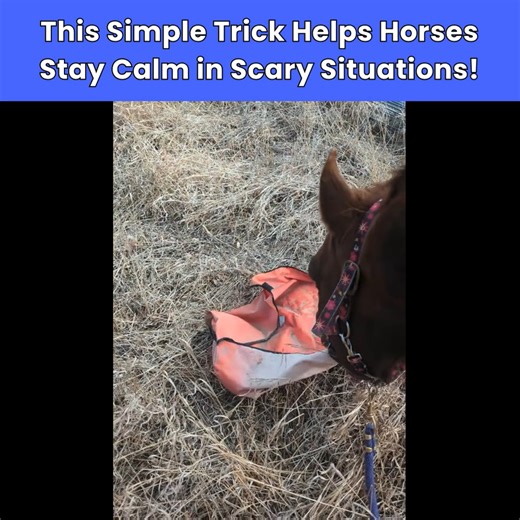 🐴 Teach Your Horse the Most Useful Trick!🎯 Want to boost your horse’s confidence, build trust, and improve communication—all while having fun? Targeting is the simple, game-changing skill every horse should know! In the Start With Targeting Course, you'll learn how to: ✔️ Teach your horse to touch a target on cue—a skill they’ll use forever! ✔️ Turn fear into curiosity and help them feel braver around new things. ✔️ Use targeting to make everyday training easier—from groundwork to grooming! Yo