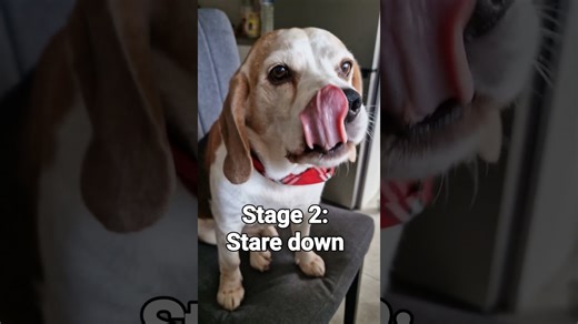 The 4 stages of a beagle desperately begging for food