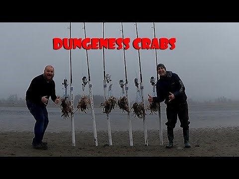 Dungeness Crab Snaring on the Oregon Coast! LIMIT in 3 hours!