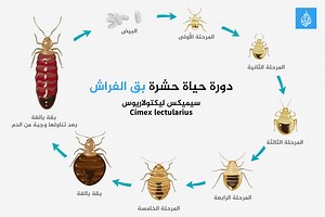 علامات وجود بق بالفراش.. كيف تتخلص منها؟