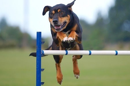 New Zealand Huntaway - Ultimate Dog Breed Guide
