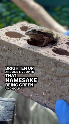 Frog Saunas Sounds like a strange but catchy name , but Frog saunas are the outcome of the research and work that Anthony Waddle PhD Science fellow at Macquarie University has been doing to combat chitrid fungus, which has been decimating Australias native frog species. It is a simple solution that anyonr can do at homr in tbe garden to help frogs get theough the winter which is when the fungus has its impact. He’s a little bit of a behind-the-scenes video When we were filming with Anthony. You 