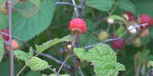 Mosinee berry farm opens for raspberry picking