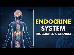 Endocrine System: Hormones, Glands & How They Control Your Body 3d animation
