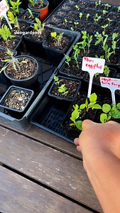 I got a small backyard so if I follow what the packet recommended spacing I will end up having one or nothing to plant. With the 3-year experience of gardening I already learned that 3 eggplants here in this pot will be fine. Because I had 3 plants here last season. They will just do just fine. It is very important to note what’s working in your current season because you will need it in the future. #gardening #vegetablegardening #raisedbedgardening #deogardener #fyp #reelsviral #eggplant #rainy
