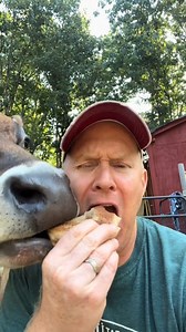 5.2K views · 229 reactions | The cow ate this guy's breakfast bagel, but to be fair he owes him for all the milk.  Do you share food with your animals? Cow breakfast!  | Animalistic | Facebook