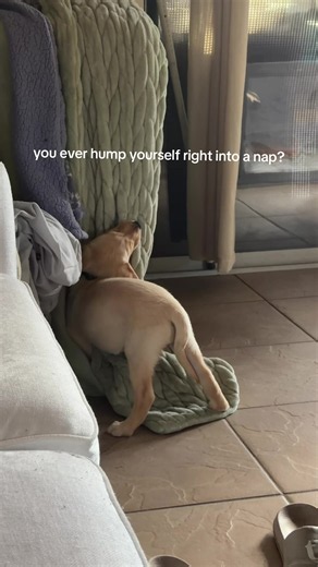 Puppy Humps Itself Right Into a Nap: A New Talent?