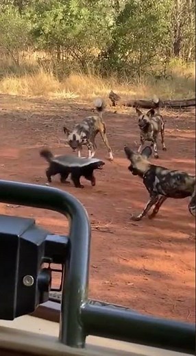 “Wild Dogs Attack Honey Badger… But He Fights Back Like a Boss! 🐾”