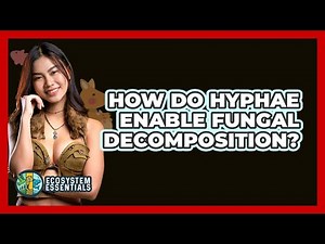 How Do Hyphae Enable Fungal Decomposition? - Ecosystem Essentials