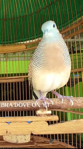 Zebra Dove call Bird sounds for relaxations 212 #birds #birdsounds #birdsong #animal #zebradove