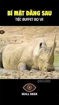 Tình Bạn Của Tê Giác Và Rùa Cổ Bên Đằng Sau “Tiệc Buffet Bọ Ve” #kienthuc #khampha #dongvat