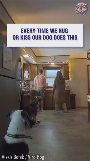 Jealous dog freaks out over hugs and kisses | Bright Side