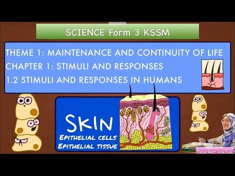 SCIENCE KSSM F3C1:1.2 Stimuli and Responses (SKIN)