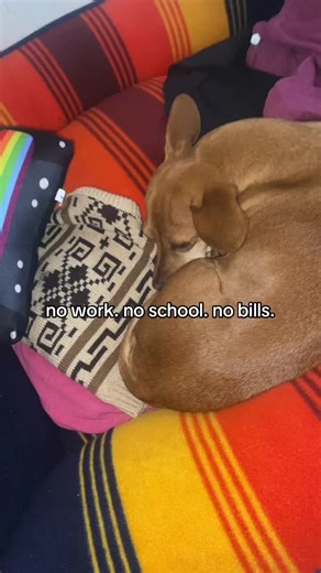 #dogsoftiktok #doginfluencer #viral #cutedog #chiweenie Keep Helping Mila Grow!🐶