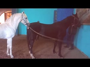 A black mare was mated with a grey stallion