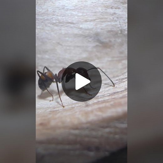 Ant Holleufer on TikTok