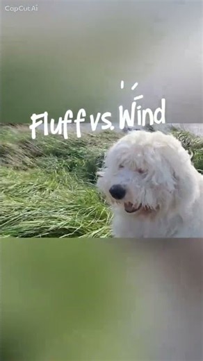 Two Fluffy Dogs vs The Wind 😂🐶🌾