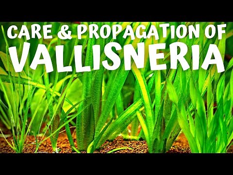 Vallisneria Care Guide: One of the EASIEST Aquarium Plants to Grow!