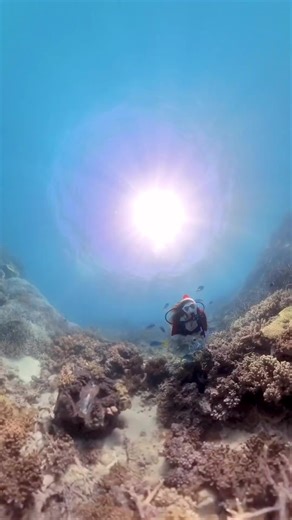Making a splash of holiday cheer from beneath the waves! 🎄🌊 Wishing you a fin-tastic holiday season filled with underwater wonders and merry moments. Happy holidays from your friends at Scuba Diving International! 🐠🎁⁠ Where will you be diving into this holiday season? Let us know in the comments below! 👇️ ⁠ 📷️: @dive_down_under⁠ ⁠ #sdidivers ⁠ ⁠ #happyholidays #fintastic #holidaycheer #underwaterworld #merrychristmas | SDI - Scuba Diving International