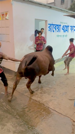 Angry bull.😤 | The Moo-Horn Chronicles