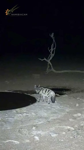 Africa’s Rarest Hyena? The Incredible Aardwolf.
