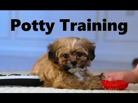 How To Potty Train A Shih Poo Puppy - Shih-Poo House Training Tips - Housebreaking Shih Poo Puppies
