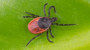 4 Types of Ticks Found In British Columbia! (ID GUIDE)